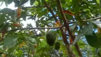 5 Cara Menanam Nangka Belanda di Halaman Rumah Ala Petani Pensiun, Cepat Berbuah dan Subur