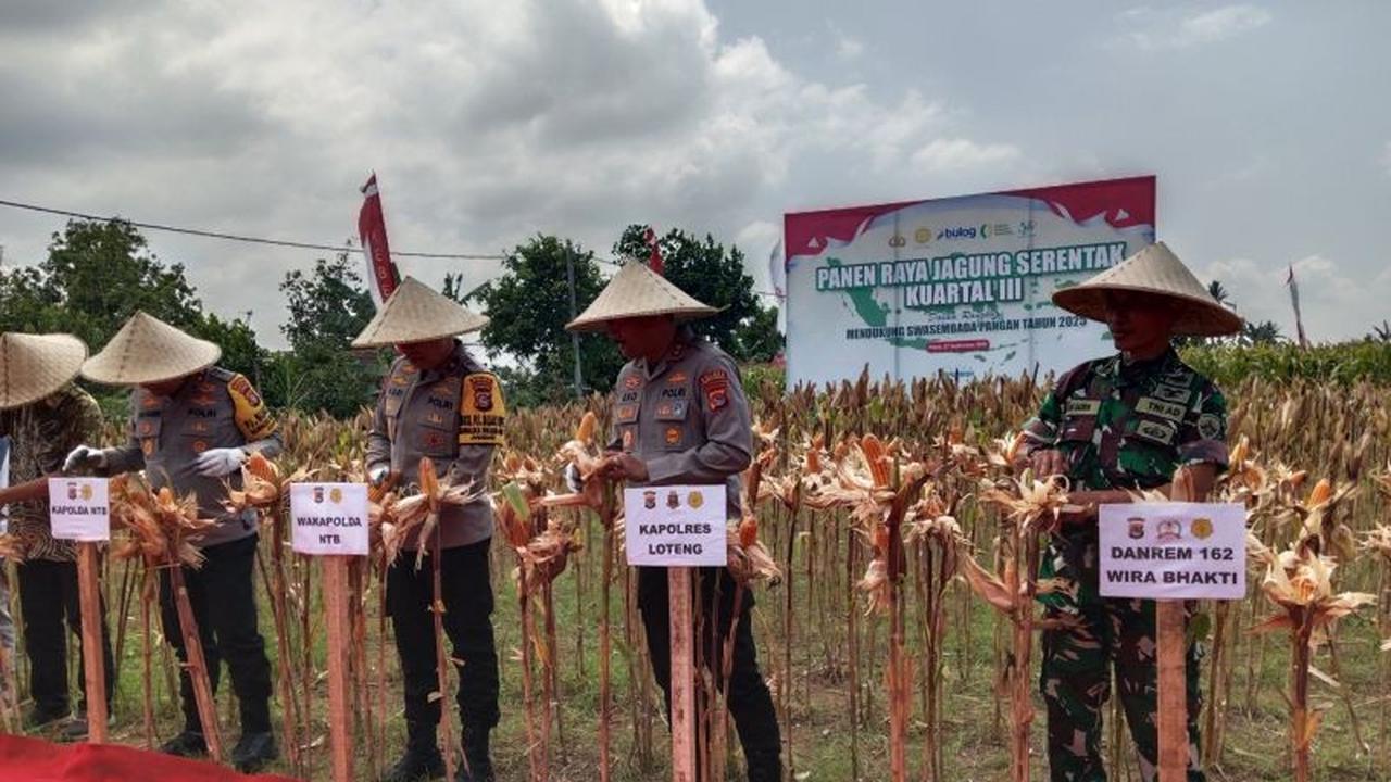 Fakta Unik: Polda NTB Panen Jagung 50 Ton, Dukung Ketahanan Pangan Nasional