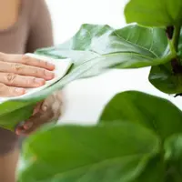 Cara Membersihkan Daun Tanaman yang Berdebu, Bikin Tampilan Rumah Kembali Segar. (Gambar: rawpixel.com/Magnific)