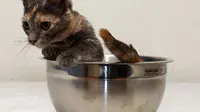 Ini Dia, Kucing Terpendek di Dunia