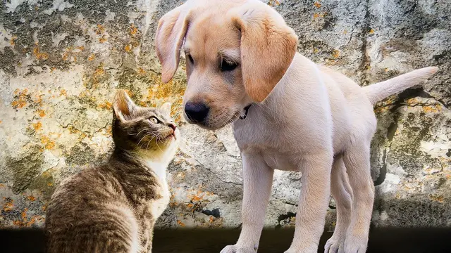 Ilustrasi peliharaan anjing dan kucing (pixabay)