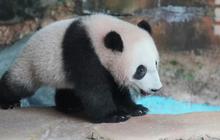 FOTO: Tingkah Lucu Rio Panda Raksasa Kelahiran Indonesia Curi Perhatian Pengunjung