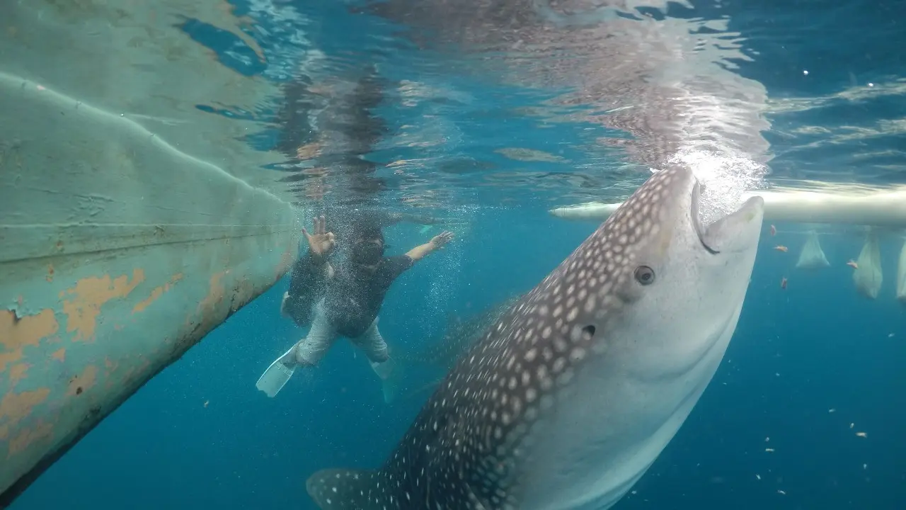 Hiu Paus Gorontalo saat berenang bersama wisatawan lokal (Arfandi/Liputan6.com)