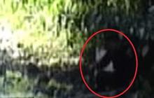 Sosok Bigfoot tertangkap kamera bawa karung di hutan