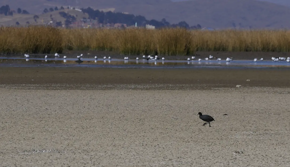 Pihak berwenang Bolivia telah mengumumkan peringatan kekeringan untuk danau ikonik tersebut.(AP Photo/Juan Karita)