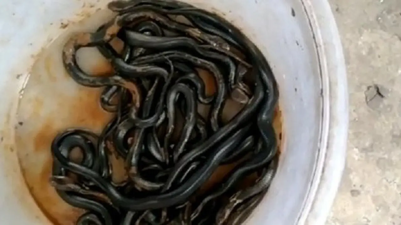 18 Kobra Ditemukan di Kamar Mandi Warga
