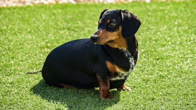 Dachshund