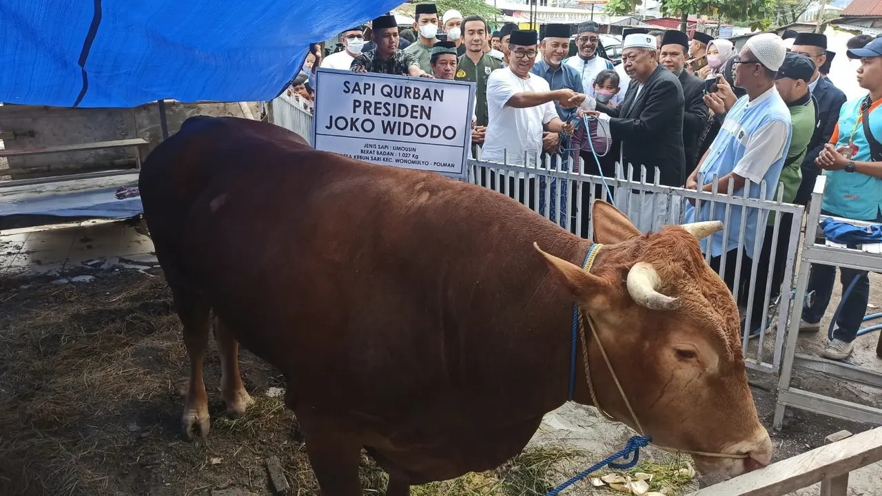 Sapi Presiden