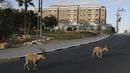 Nubian ibexes, sejenis kambing gurun, berkeliaran di jalanan selama ockdown di Kota Mitzpe Ramon, Israel (4/2/2021). Penerapan lockdown ini membuat kambing gurun berkeliaran di tengah kota ketika warga dibatasi aktivitasnya. (AFP/ Menahem Kahana)