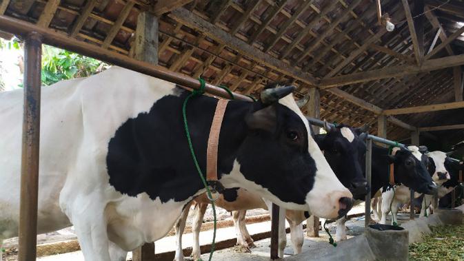 Cerita Peternak Sapi Tulungagung Dapat Pelatihan Di Belanda Surabaya Liputan6 Com