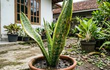 10 Tanda Lidah Mertua Stres Karena Terlalu Sering Disiram, Cek Akar Sebelum Mati