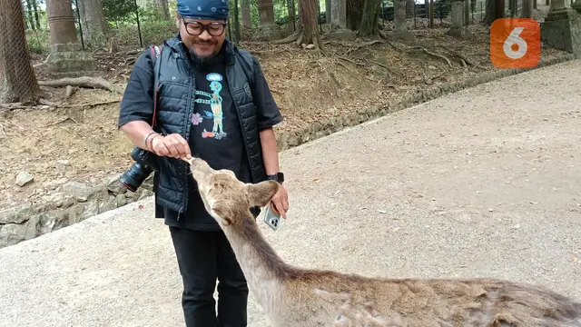 Laporan Liputan6.com dari Nara Jepang: Bercengkerama dengan Rusa-rusa Ikon Kota
