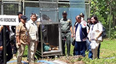 Bonita dan Atan Bintang Siap Kembali ke Hutan