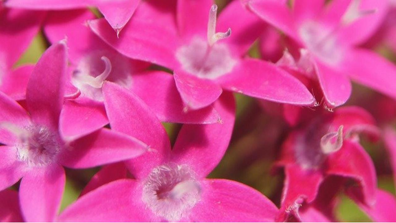 bunga pentas