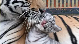 Seekor harimau putih bersama ibunya di sebuah kebun binatang di Chittagong, Bangladesh (12/9). Pihak berwenang kebun binatang mengatakan harimau putih ini pertama yang lahir dan dibesarkan di kebun binatang Bangladesh. (AFP Photo/Habibur Rob)