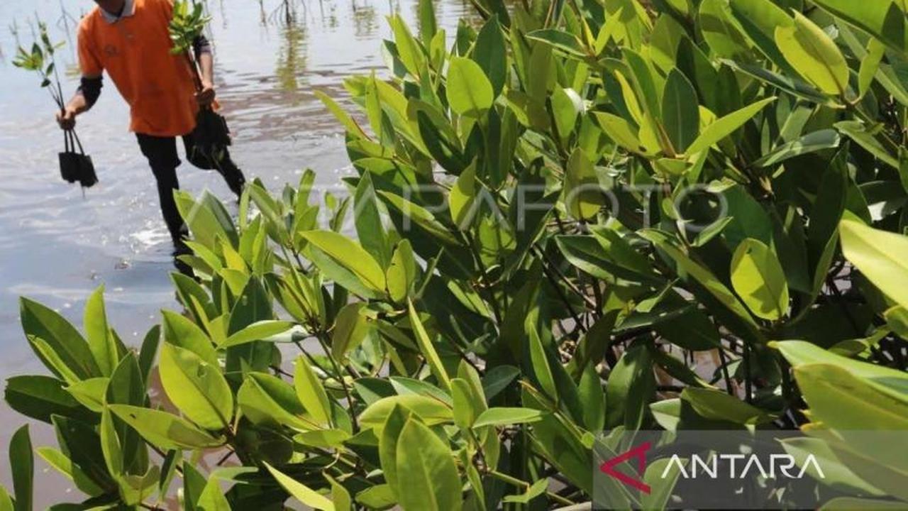 Trivia Mangrove: Sumsel Punya 28% Hutan Mangrove Sumatera, Pemprov Berdayakan KKMD untuk Pelestarian Mangrove Sumsel