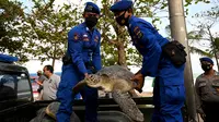 Anggota Ditpolairud Polda Bali menggotong penyu hijau (Chelonia mydas) saat pelepasliaran di Pantai Kuta, dekat Denpasar, Rabu (5/8/2020). Sebanyak 25 dari 36 ekor penyu hijau hasil sitaan dari upaya penyelundupan di perairan Serangan, Denpasar, dilepasliarkan. (SONNY TUMBELAKA/AFP)