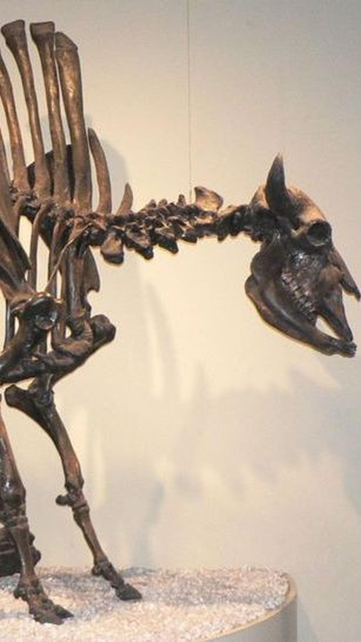 Bison Purba