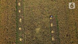 Pandangan udara saat petani memanen padi dari Sawah Abadi di kawasan Ujung Menteng, Jakarta, Rabu (23/2/2022). Padi hasil panen tersebut tidak dijadikan beras, tapi dijadikan benih untuk dibagikan kepada kelompok tani yang ada di wilayah Jakarta. (merdeka.com/Imam Buhori)