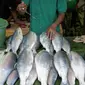 Pedagang menyiramkan air pada ikan bandeng yang dia jual di kawasan Rawa Belong, Jakarta, Selasa (21/1/2020). Bandeng yang biasanya menjadi hidangan khas saat Tahun Baru Imlek tersebut mulai ramai diperdagangkan di Rawa Belong. (Liputan.com/Faizal Fanani)