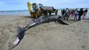 Seekor paus bungkuk dievakuasi dengan alat berat setelah terdampar di pantai Carnon dekat La Grande-Motte, Prancis , Rabu (27/5/2021). Paus sepanjang tujuh meter itu ditemukan mati di pantai sepanjang Mediterania di Prancis selatan, yang menurut para ahli merupakan insiden langka. (Pascal GUYOT/AFP)