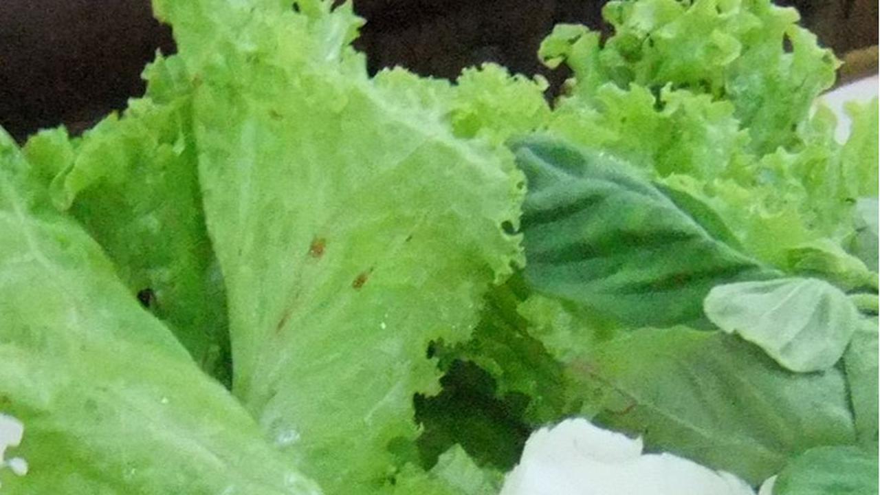 Kisah Sayur Lalap Khas Sunda yang Jarang Diketahui, Pernah Selamatkan Orang Belanda di Zaman Perang