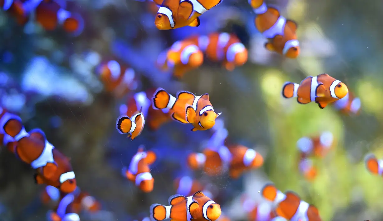 Sejumlah ikan badut Ocellaris berenang di Ocearium Le Croisic, Perancis, (06/12/2016). (AFP PHOTO/Loic VENANCE)
