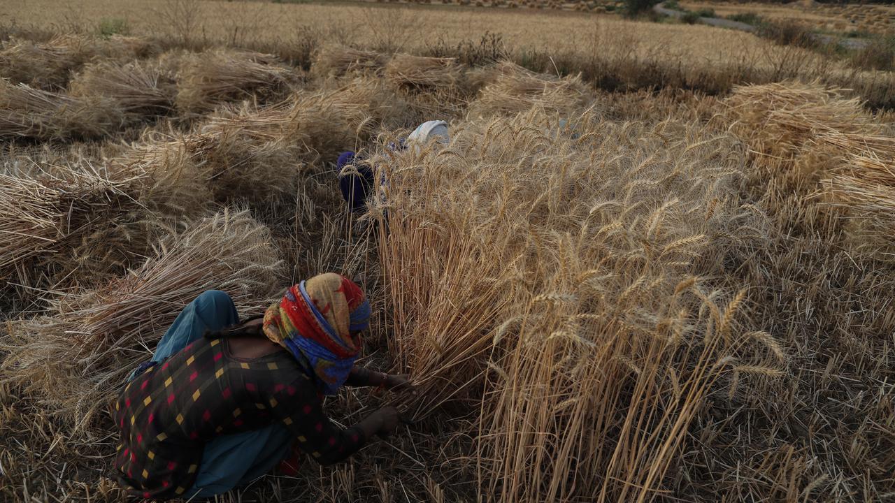 Potret Petani India saat Panen Gandum