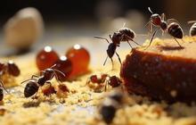 Cara Menjauhkan Semut dari Makanan dengan Bahan Dapur, Efektif dan Mudah Dicoba