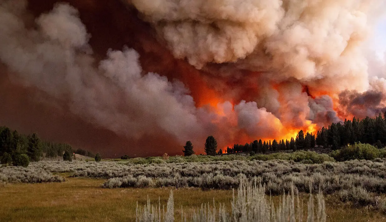 Kepulan asap dan api membubung di atas saat kebakaran di Hutan Nasional Plumas, California (8/7/2021). Dalam kurun waktu satu minggu ini telah terjadi 3 kebakaran besar. Lebih dari 70 persen dapat dikendalikan. (AP Photo/Noah Berger)