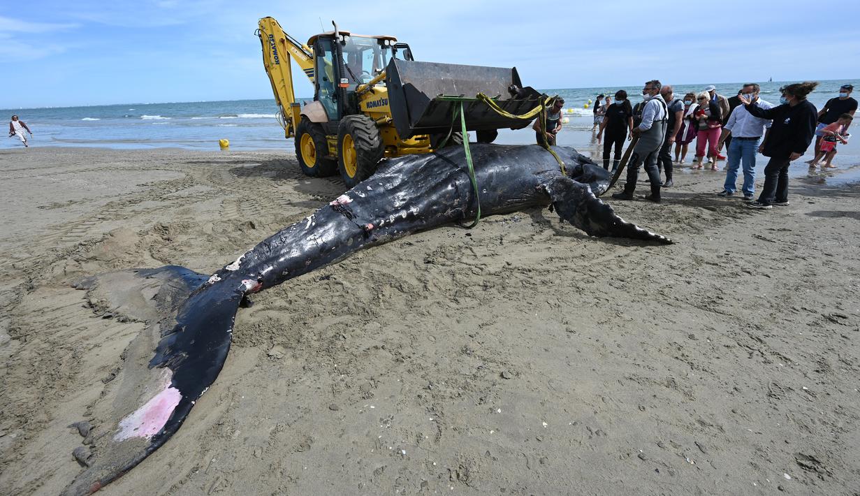 Seekor paus bungkuk dievakuasi dengan alat berat setelah terdampar di pantai Carnon dekat La Grande-Motte, Prancis , Rabu (27/5/2021). Paus sepanjang tujuh meter itu ditemukan mati di pantai sepanjang Mediterania di Prancis selatan, yang menurut para ahli merupakan insiden langka. (Pascal GUYOT/AFP)