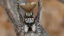 Mempunyai nama latin Maratus Vultus, Laba-laba ini bisa mengeluarkan corak warna indah dari perutnya untuk menarik perhatian betina. (Reuters/Jurgen Otto)