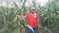 Benih Jagung Manis Berkualitas, Jadi Jawaban Keresahan Petani Menuju Panen yang Berkelanjutan.&nbsp; &nbsp;foto: istimewa