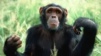 Simpanse ini dilepaskan ke alam liar setelah direhabilitasi oleh Tchimpounga Chimpanzee Rehabilitation Center dari Goodall Institute.