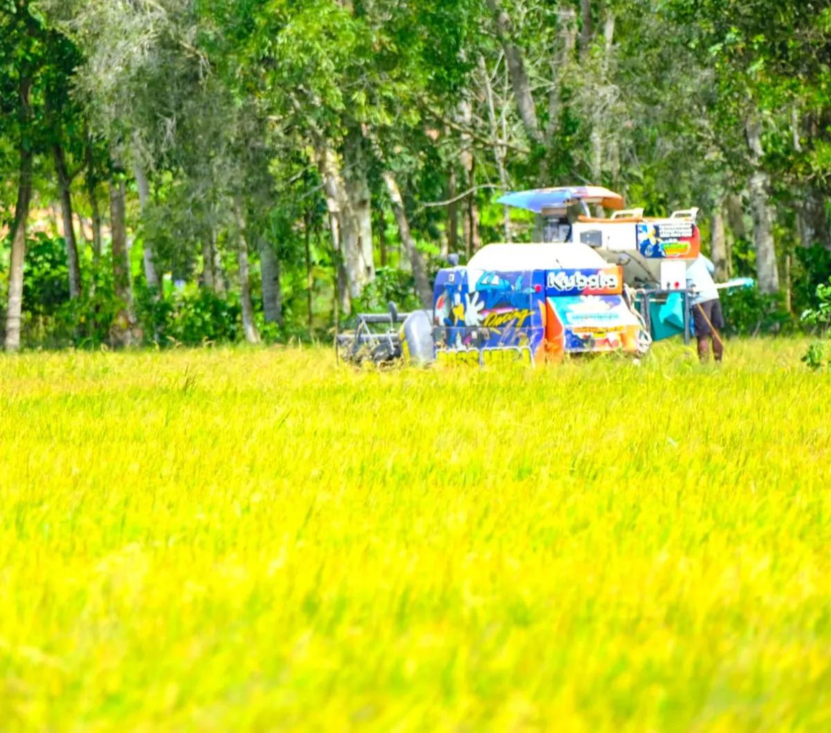 Hingga September 2023, Pupuk Indonesia telah menjalankan program Makmur di atas lahan seluas 262.783 hektare atau 133 persen dari target 198.096 hektare.