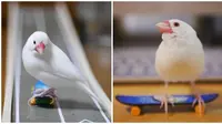 5 Aksi Burung Bermain Skateboard Ini Sangat Atraktif dan Keren Banget