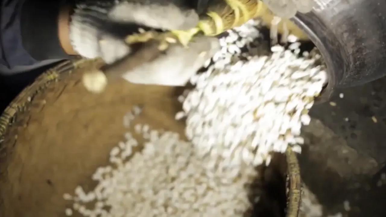 Tidak hanya jagung