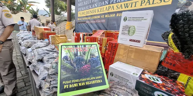 Petani Hampir Rugi Rp 42 M Akibat Bibit Sawit Ilegal
