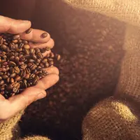 Ilustrasi Foto Biji Kopi (iStockphoto)