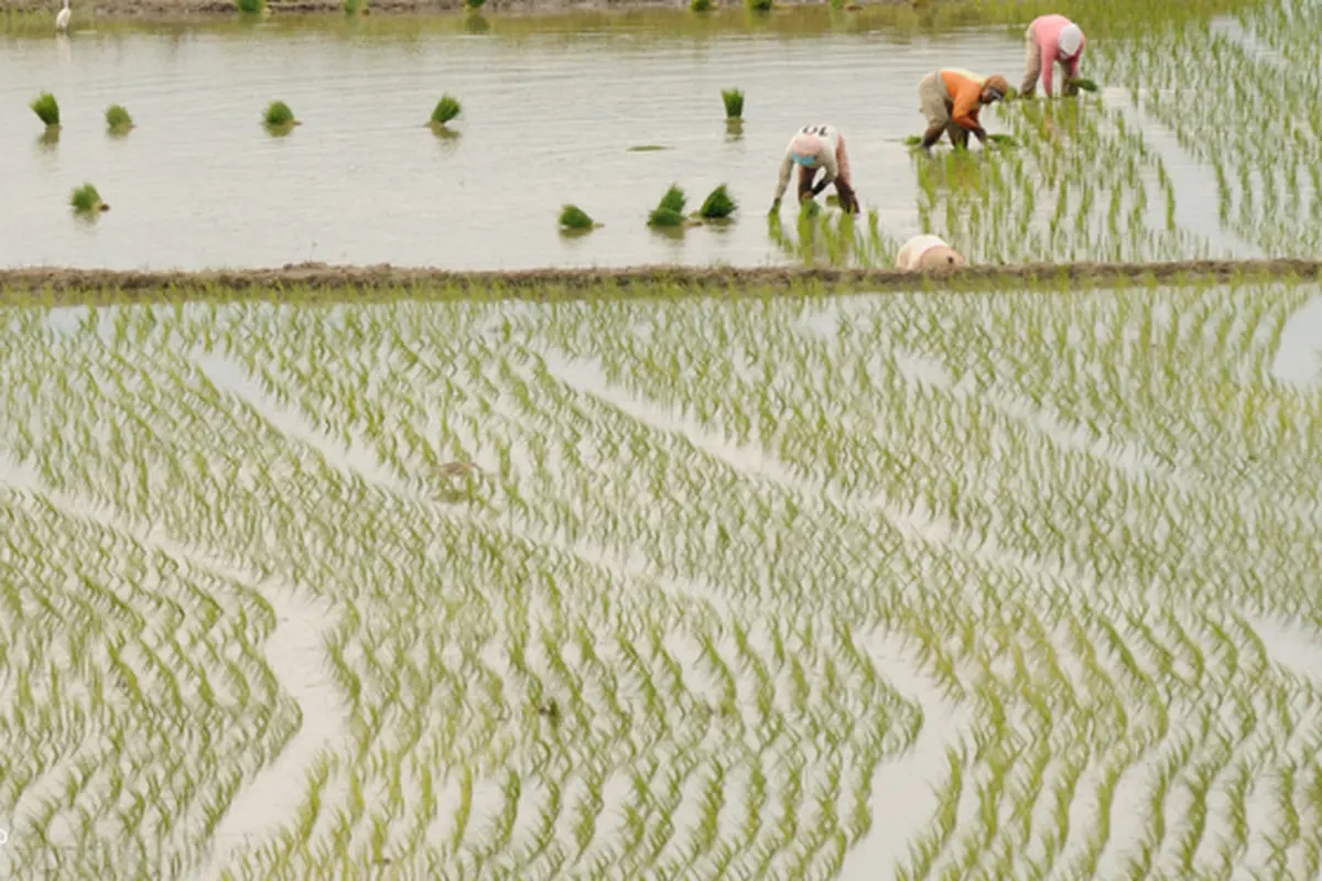 sawah-140103-b.jpg