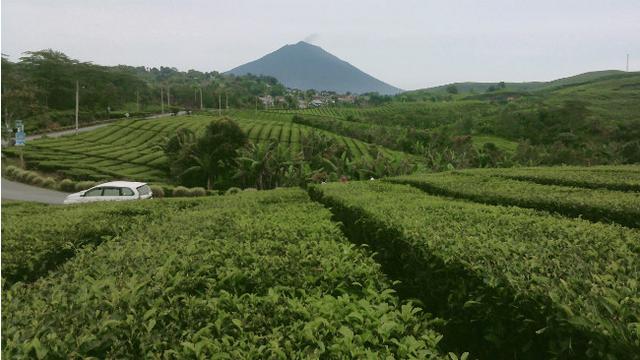 Kesegaran Udara Pagi di Hamparan Kebun Teh Kayu Aro Kerinci Jambi