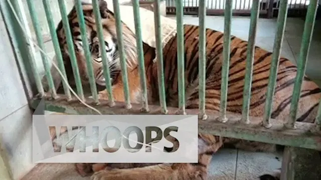 Satwa peliharaan di Kebun Binatang Surabaya kembali ditemukan mati di kandangnya di bulan April. 