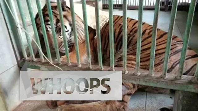 WHOOPS: Diduga Gagal Jantung, Seekor Harimau Mati di Kandang