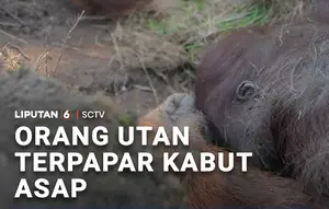 Orang Utan Terpapar Kabut Asap Karhutla