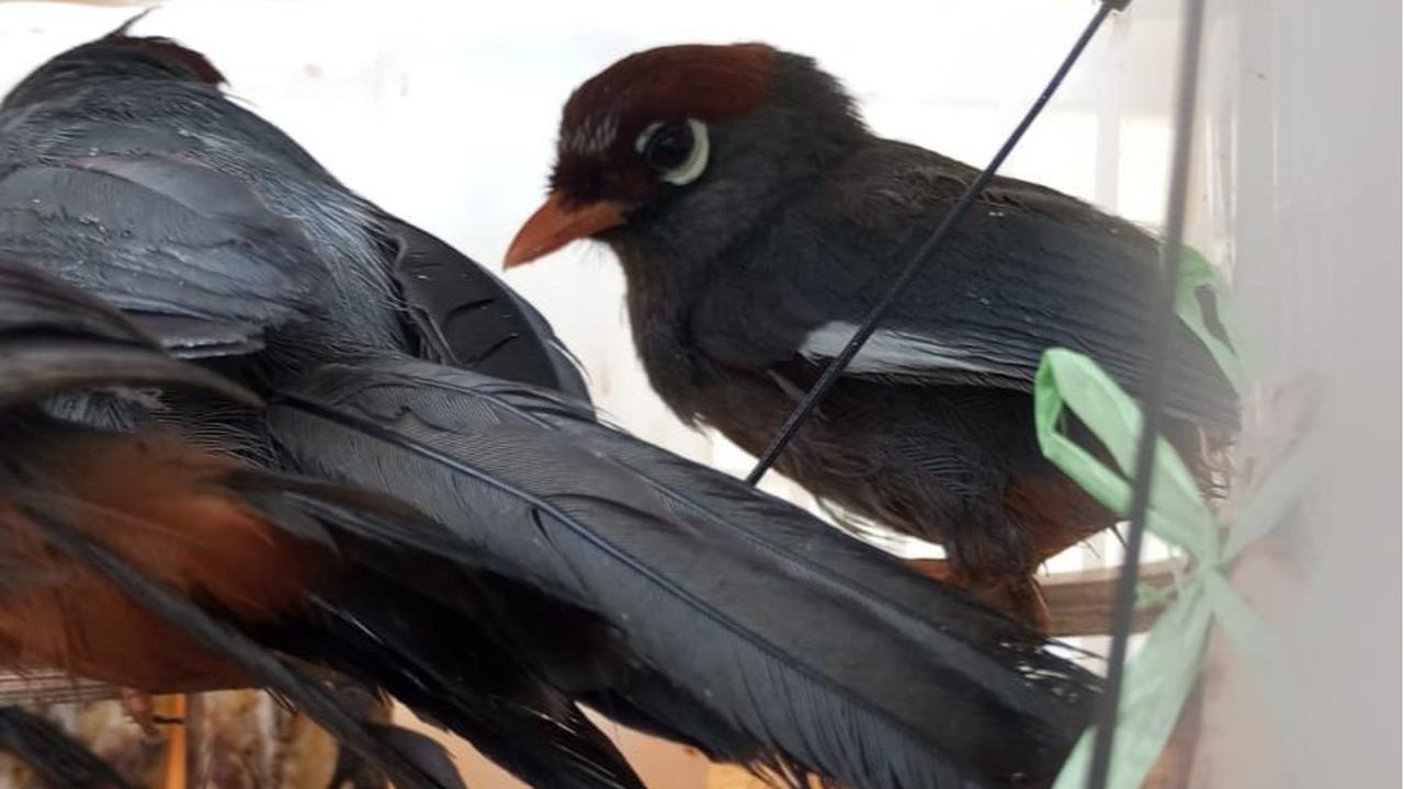 penyelundupan burung
