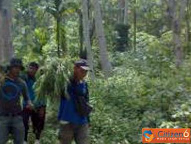 Citizen6, Aceh: 100 batang pohon ganja diamankan di Polsek Jeunib sebagai tanda bukti. (Pengirim: Dadik Junaedi)