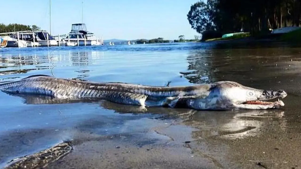 Monster Mengerikan Ditemukan Mati di Bibir Danau