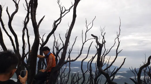 Pesona Hutan Mati di Gunung Talang, Solok, Sumatera Barat. (Foto: Liputan6.com/ Novia Harlina)