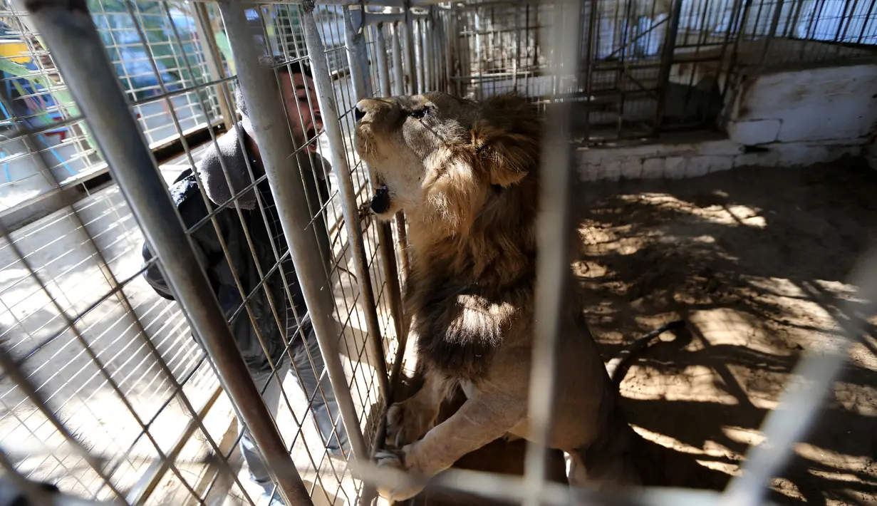 Seorang pria membuka mulutnya saat melihat singa di sebuah kebun binatang, Rafah, Jalur Gaza, Selasa (3/1). Koleksi hewan di kebun binatang ini mengalami penurunan yang tajam karena banyak hewan yang mati. (REUTERS / Ibraheem Abu Mustafa)