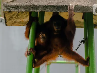 Orangutan beraktivitas dalam kandangnya di Taman Margasatwa Ragunan, Jakarta Selatan, Senin (20/4/2020). Satwa-satwa di Taman Margasatwa Ragunan terlihat lebih tenang sejak penutupan lokasi mulai 14 Maret untuk mencegah penyebaran virus corona COVID-19. (Liputan6.com/Faizal Fanani)